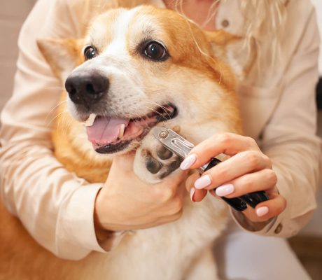 woman-cuts-dog-s-claws-brown-corgi-cute-pet-car-2022-09-15-22-15-10-utc-qdly0wd7i8p1nl4j9ejcehmh1gux83vvl9t2h5j8gw